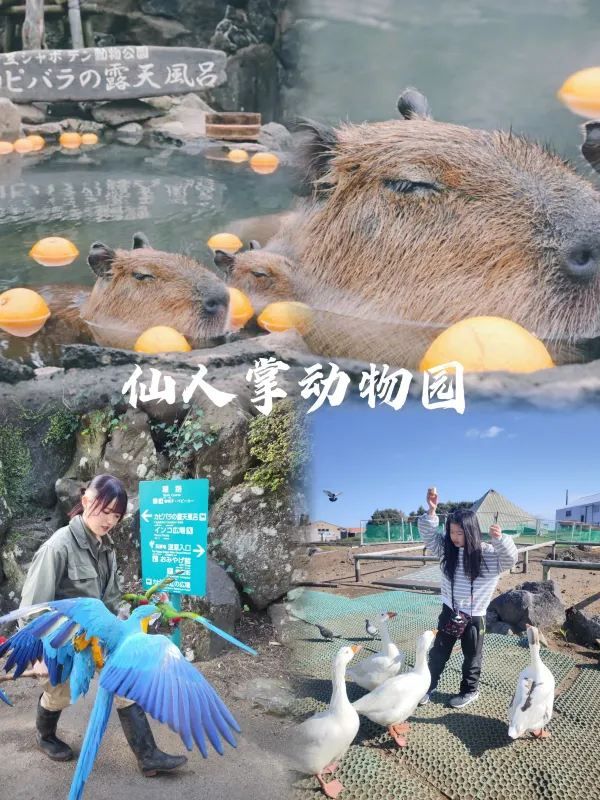 伊豆！被嚴重低估的東京周邊小城一日遊攻略🌊🏞️