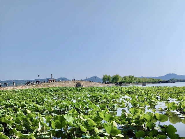 週末去哪兒028｜西湖的夏日晚風