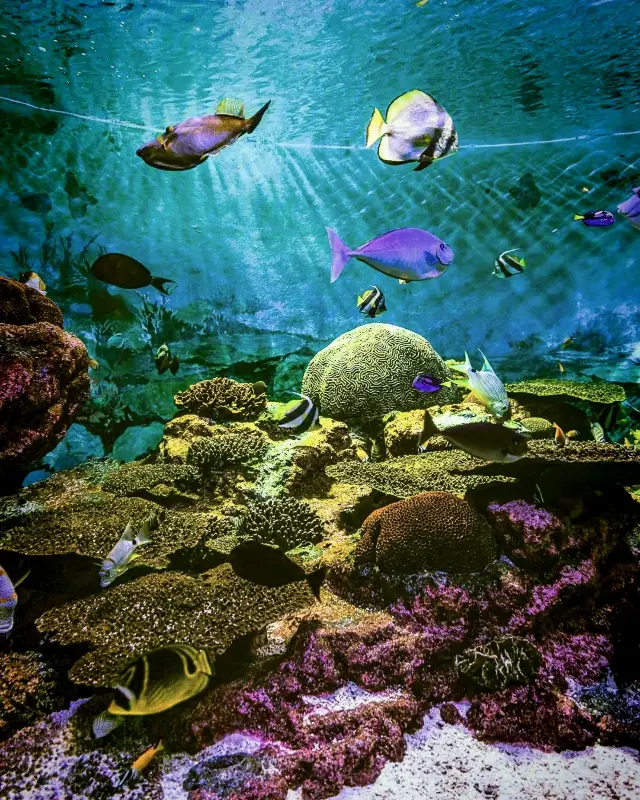 코엑스 아쿠아리움 방문 | 서울 코엑스 아쿠아리움에서 체크인하세요.