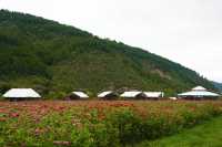 綿延起伏嘅山峰、望之無際嘅花海、清澈不絕嘅溪流、遍佈各處嘅營地民宿。呢度就係充滿浪漫詩意嘅子午花溪。
