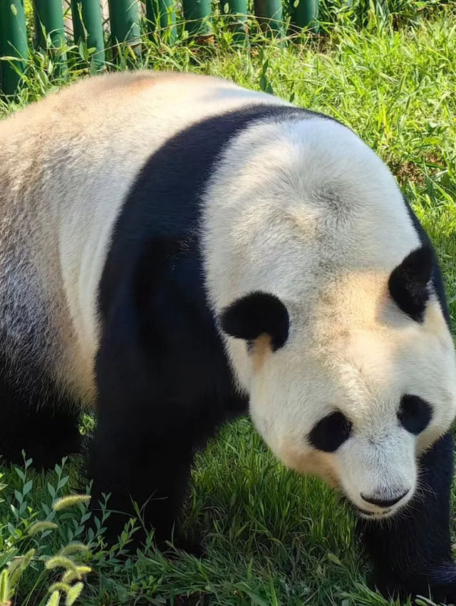 Shenyang forest Zoo
