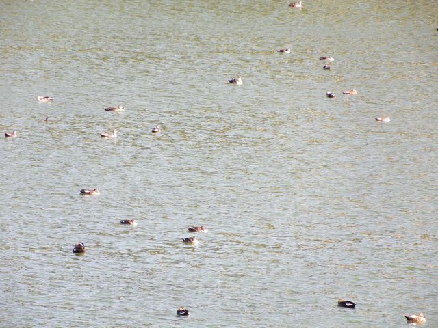 和順古鎮野鴨湖。