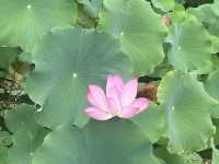 西安興慶宮公園小記。