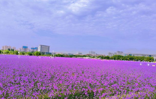 甘肅省金昌市｜紫金花海｜散落在西北戈壁的莫奈花園。