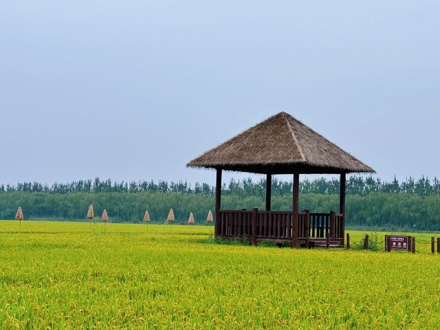 天津西青郊野公園 | 搭帳篷釣螃蟹。
