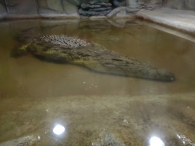 秦嶺野生動物園。