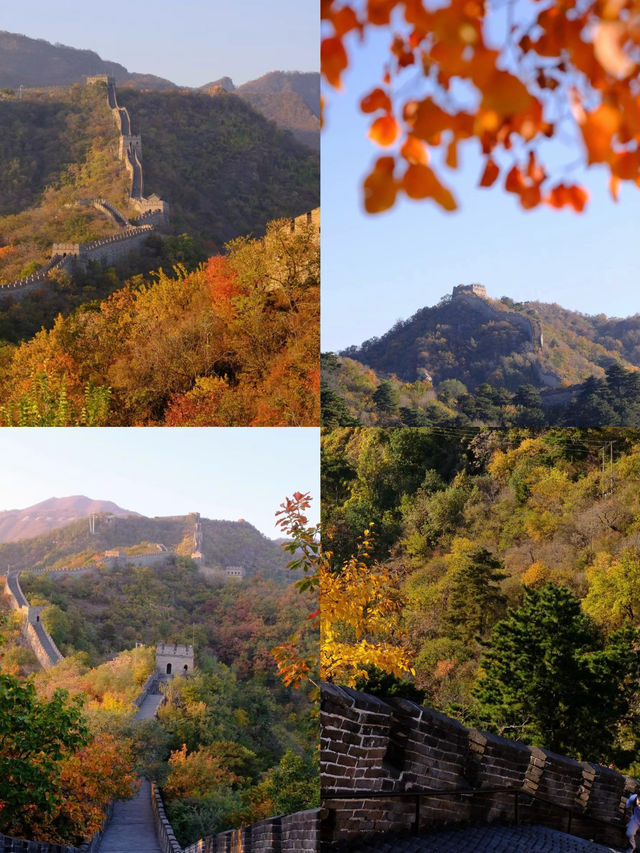 錯過又要等一年|慕田峪長城賞秋旅行攻略。