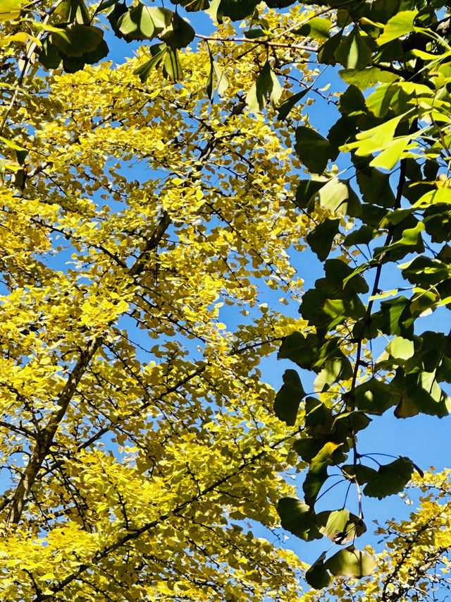 週末好去處：南雄帽子峰。