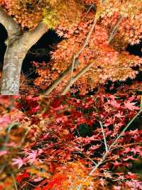 京都賞楓圖鑑：寶嚴院。