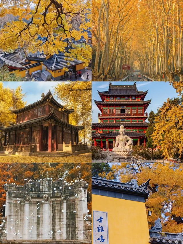 金陵秋韻，一場絢爛的金黃之夢。