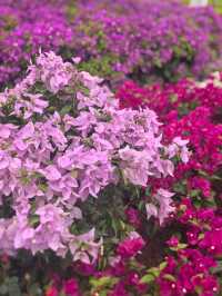 深圳探園|寶安簕杜鹃谷公園花海等你來。