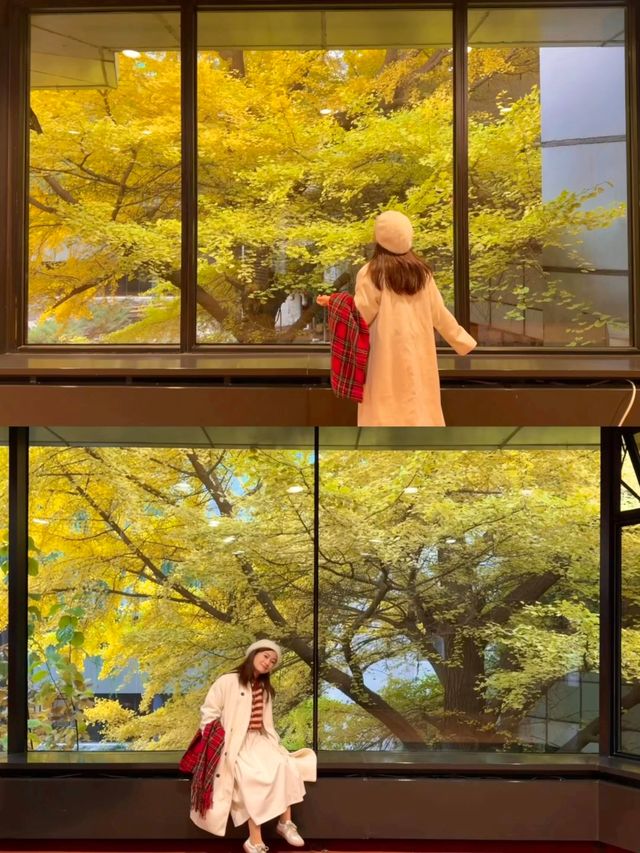 北京最期待的首都賓館銀杏黃了！