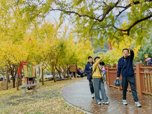 來大洪山看銀杏吧！
