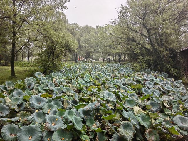 浙江杭州西溪濕地。