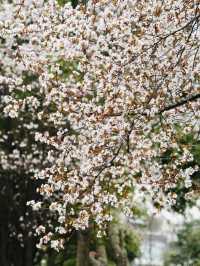 成都的春天來啦快來東湖公園。
