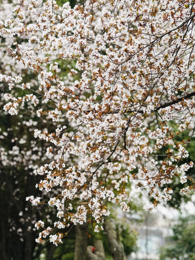 成都的春天來啦快來東湖公園。