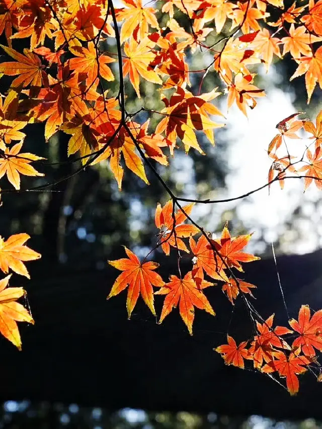 東京賞紅葉｜市內人氣賞楓景點新宿御苑。