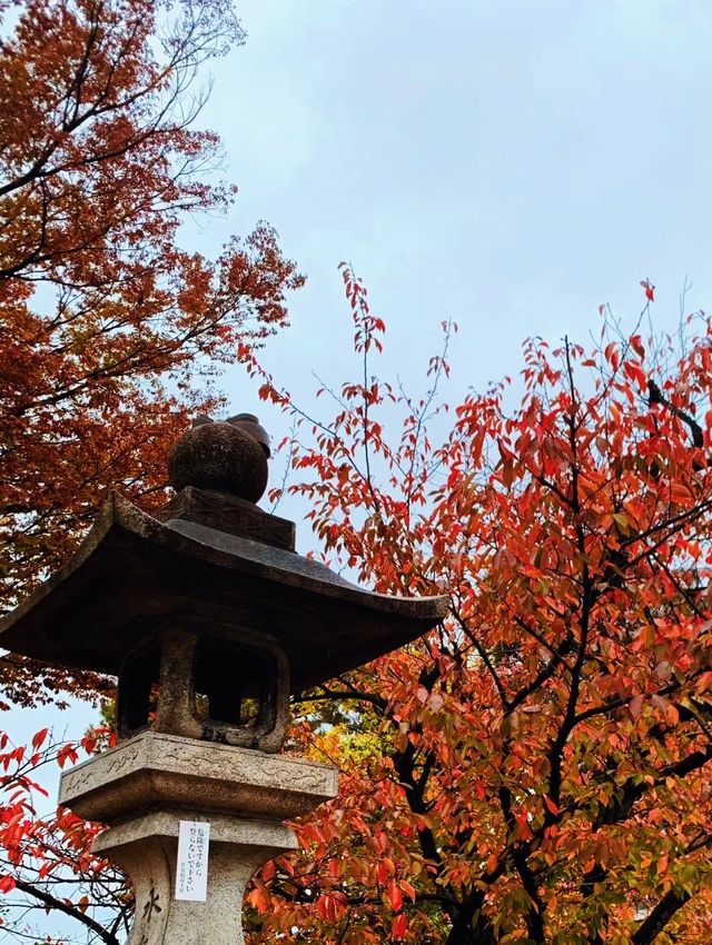 京都｜伏見稻荷•紅葉季。