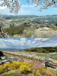 仙台船岡 白石川堤一目千本櫻