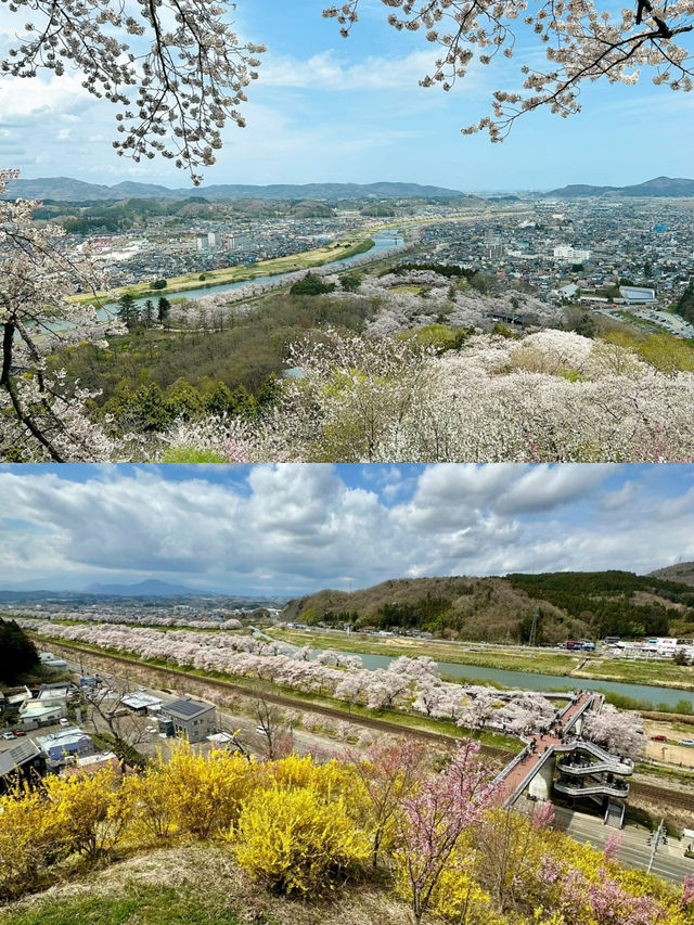 仙台船岡 白石川堤一目千本櫻