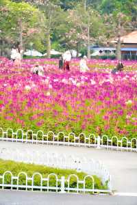 12.14宏城公園醉蝶花實拍，冬日浪漫花海