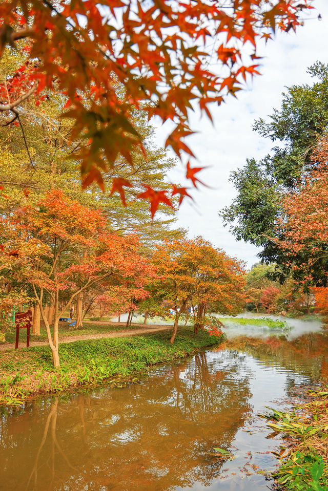 廣州周邊1.5小時｜清遠這片紅楓林美得像幅畫