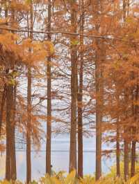 重慶彩雲湖濕地公園
