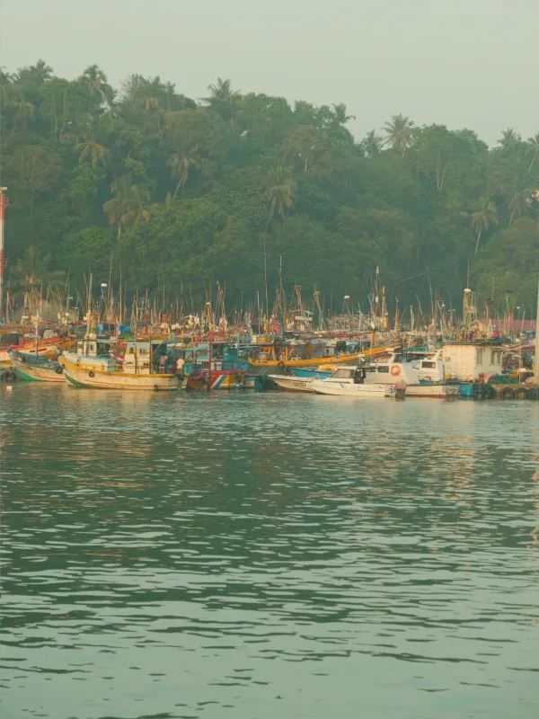 Sri Lanka: Whale Watching in Mirissa