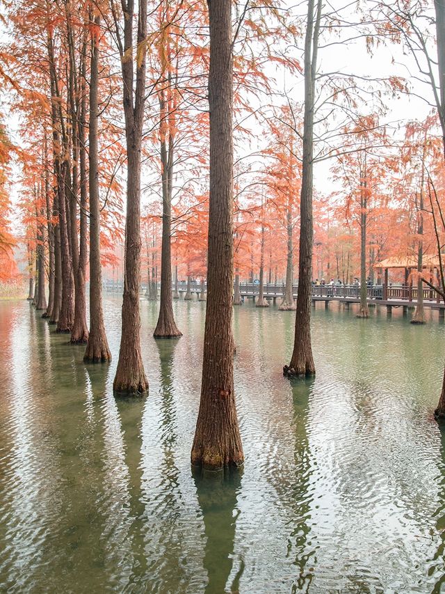 青西郊野公園