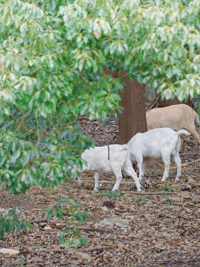 冬季反向遊 | 附焦作動物園互動遊玩攻略