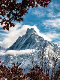尼泊爾春天就是漫山的高山杜鵑加雪山。