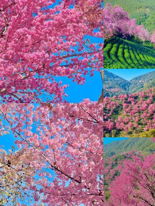 This is not Nara, Japan, this is Dali, Yunnan in January