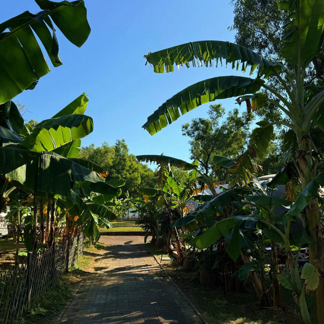 🌴深圳度假 | 誤以為到了西雙版納🌴