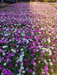 #深圳市西麗生態公園：格桑花的綺麗世界