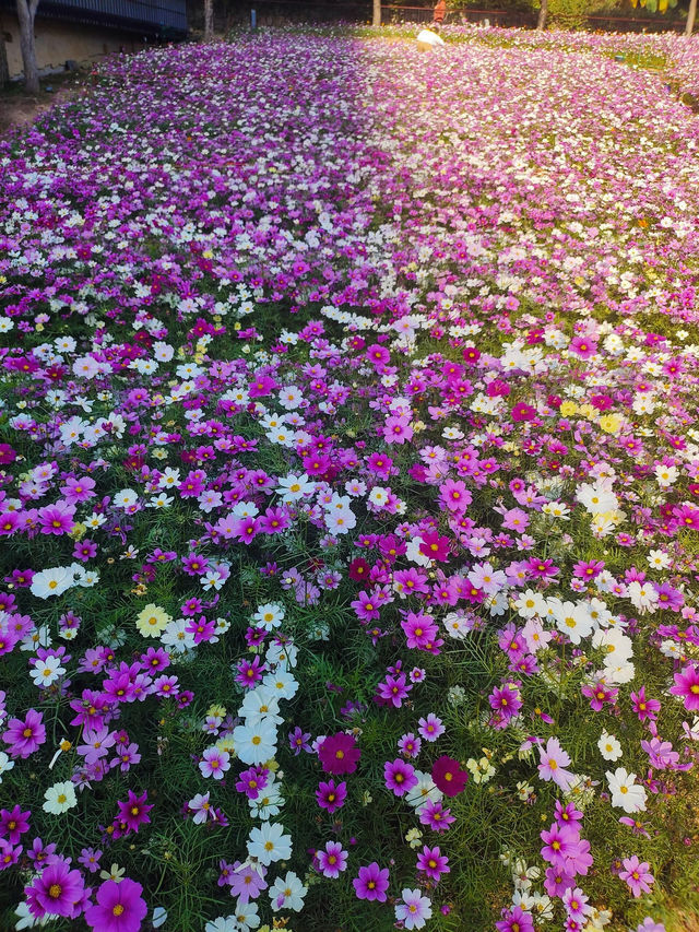#深圳市西麗生態公園：格桑花的綺麗世界