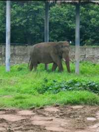 哇塞秦嶺野生動物園，動物愛好者的夢幻天堂