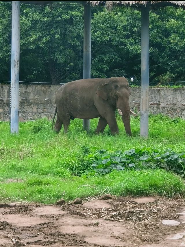 哇塞秦嶺野生動物園，動物愛好者的夢幻天堂