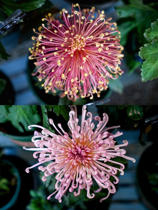 快來解鎖雲溪植物園的花花世界