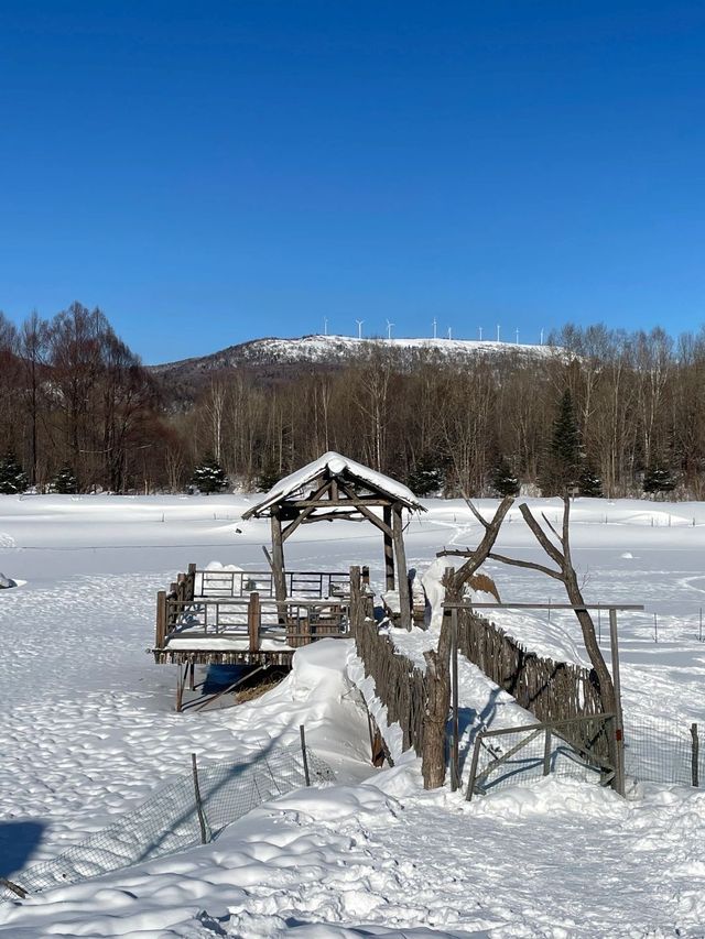 3日暢遊哈爾濱-雪鄉 探秘冬日森林奇境
