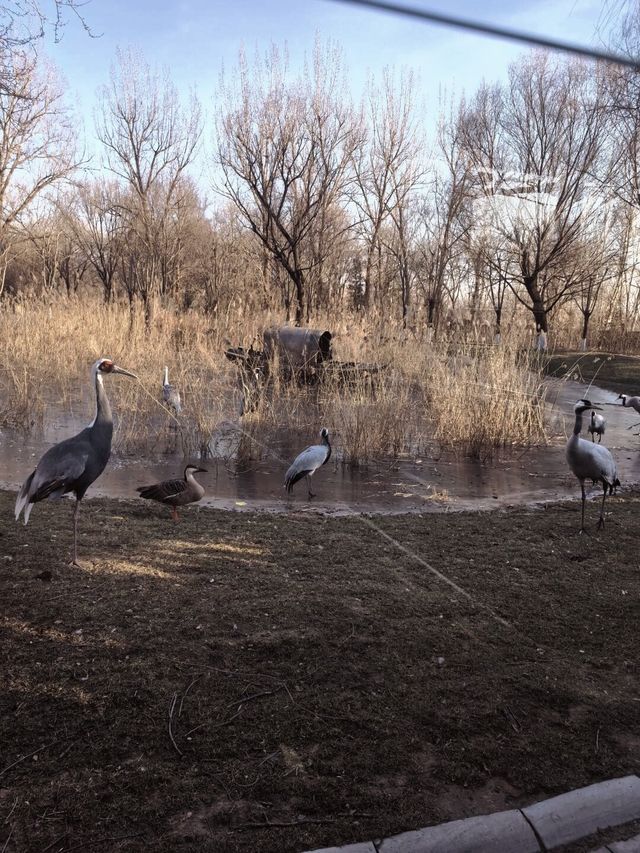 別出國 來北京動物園，一天逛遍全球動物老家