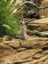 悉尼必打卡動物園｜塔龍加動物園，附超全攻略