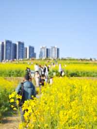 解鎖深圳春日！光明欢乐田園油菜花暢玩秘籍