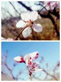 北京賞桃花，春遊香山公園