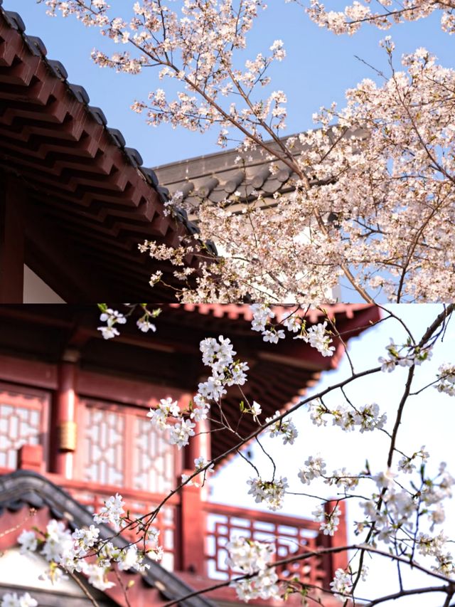 武漢賞櫻好去處‖去不了武大就來這裡