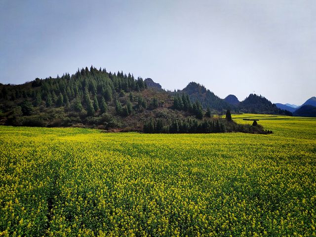 羅平的油菜花開了