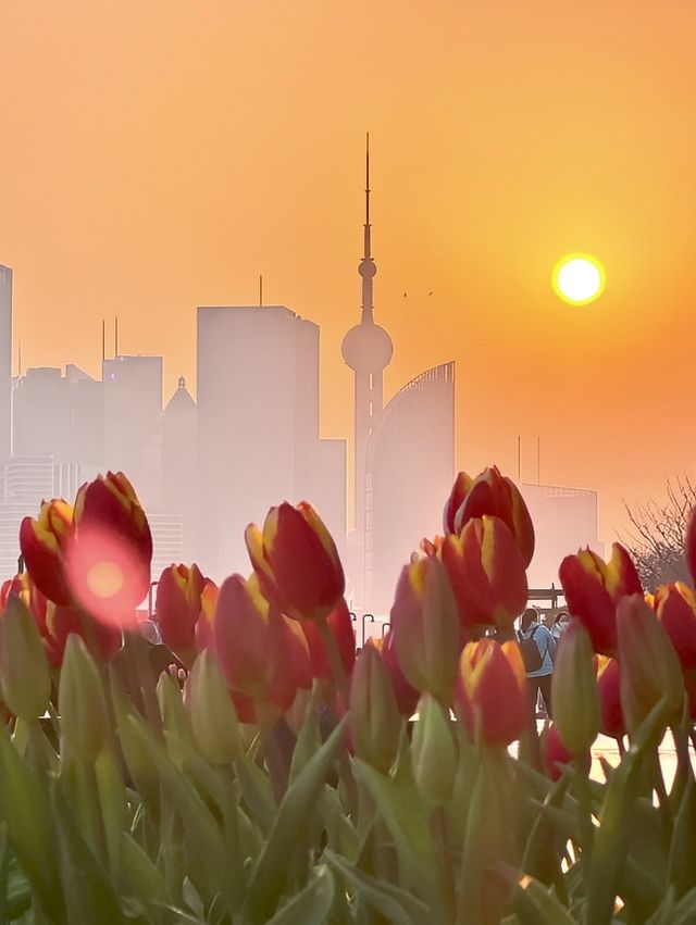 上海楊浦濱江附路線趁花期快來呀
