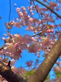 《静安雕塑公園的櫻花盛景》