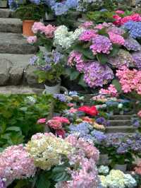 春日繡球花地圖：鎌倉篇