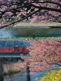 河津桜の早春の魅力を満喫しよう！