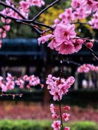 雨中的花兒，為初春的徐匯公園增添了幾分溫馨。